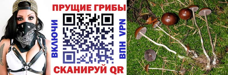 Псилоцибиновые грибы Cubensis  купить наркотик  Назарово 